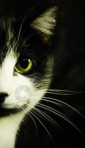 黑色猫患有免疫机能丧失综合症的黑猫和白猫小猫哺乳动物铁律猫咪动物脊椎动物黑色白色传染性缺陷背景