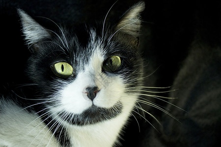 猫传染性肠炎传染性的黑色的高清图片