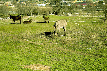 野外的驴子 濒临灭绝的物种场地草食性农村牧场乡村哺乳动物旅行骡子农场乐趣背景图片