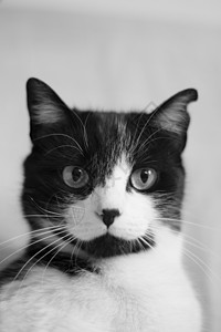 患有免疫机能丧失综合症的黑猫和白猫猫咪宠物黑色脊椎动物小猫肠炎动物传染性呼吸黄色背景图片