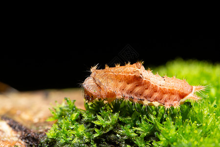 植物上的长虫害虫幼虫黑色毛虫蠕虫背景图片