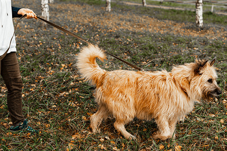 遛狗 来自动物收容所的狗 梗长毛狗在公园散步 宠物护理 宠物健康院子乐趣哺乳动物场地身体草地活动小狗毛皮雪橇背景图片