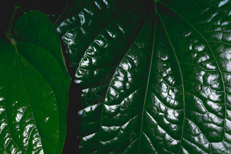 暗叶本背景热带树叶绿色背景图片