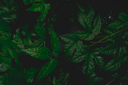 暗叶本背景热带绿色树叶背景图片