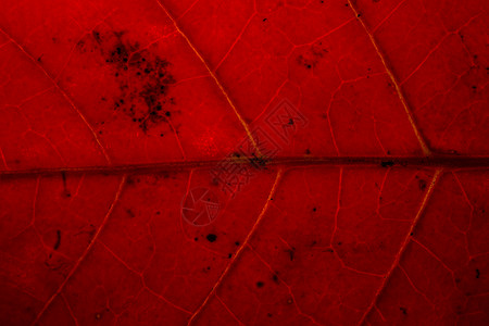 红叶背景背景叶子山口背景图片