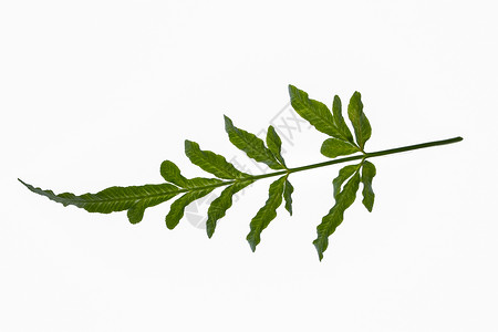 Fern白色背景植物热带绿色叶子背景图片