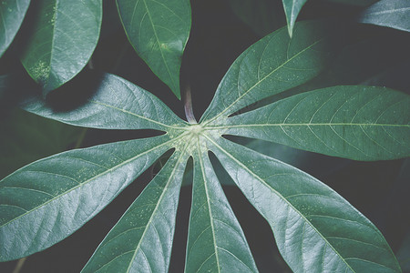 背景留下暗色调植物树叶叶子热带背景图片