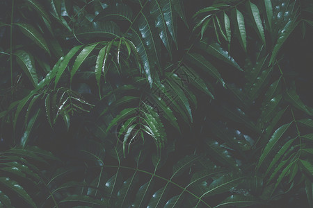 背景留下暗色调树叶叶子植物热带背景图片