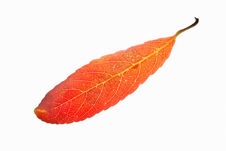 白色背景的红叶树叶背景图片