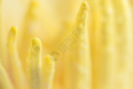 黄莲花粉上的水滴黄色背景图片