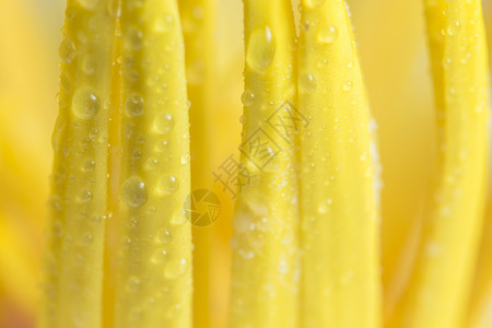 黄莲花粉上的水滴黄色背景图片
