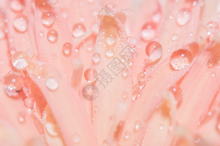 宏观背景 水滴 粉红色花瓣美女背景图片