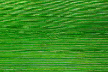 绿假宏观背景绿色树叶背景图片
