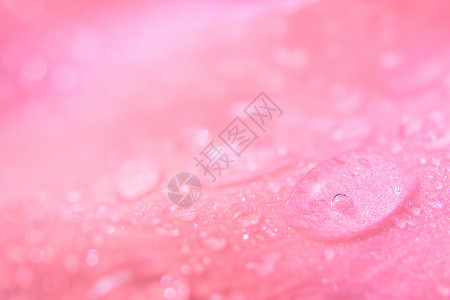 粉红花瓣上水滴的背景宏观背景图片