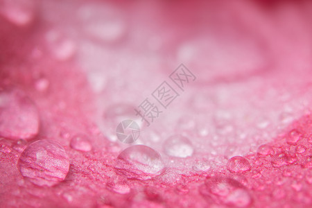 粉红色花瓣上的水滴宏观背景图片