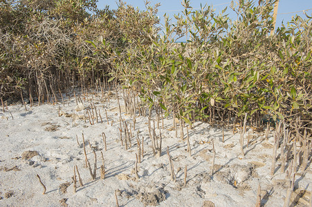 根植于沙沙滩的红树林植物衬套红树海滩树叶被子叶子管状热带树林背景图片