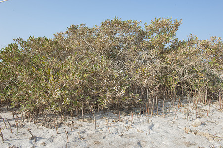 根植于沙沙滩的红树林树林树叶海滩管状叶子红树衬套热带被子植物背景图片