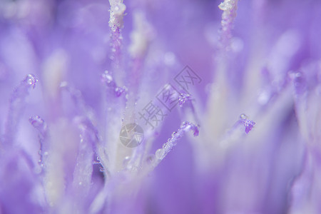 紫色花朵宏观背景图片