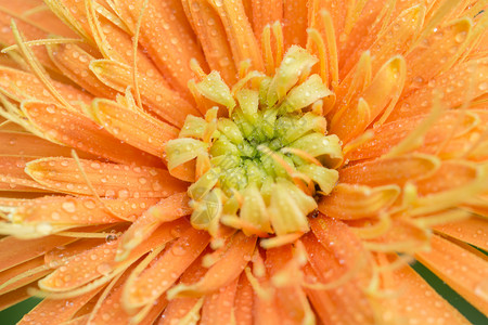 橙色gerbera上的背景水滴橙子宏观雏菊背景图片