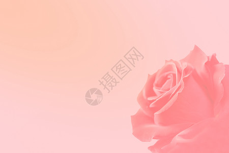爱情人节背景粉红玫瑰流动白色背景图片