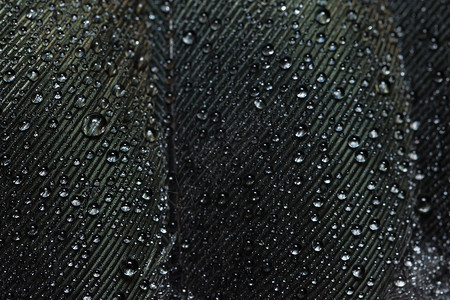 背景宏观水滴在羽毛上蓝色背景图片