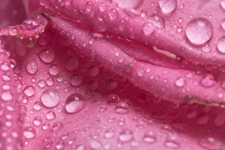粉红玫瑰花瓣上的背景宏观水滴子飞沫粉色背景图片