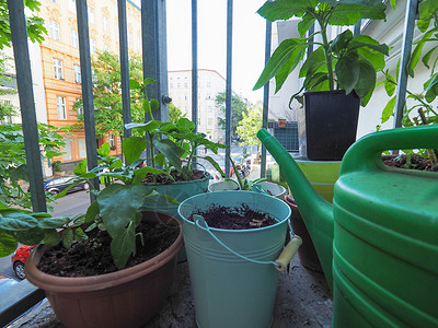 阳台上的家用植物住宅绿色植物建筑学生长城市绿色花园房子背景图片