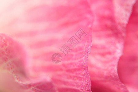 粉红花层的宏背景粉色宏观背景图片