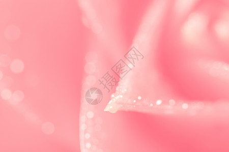 粉红花瓣的布基背景玫瑰卡片背景图片