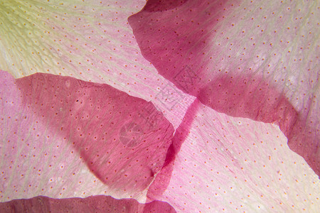 粉红花层的宏背景宏观粉色背景图片