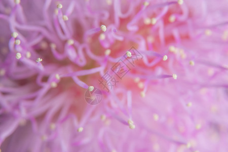 花朵敏感植物粉红色绿色花园背景图片