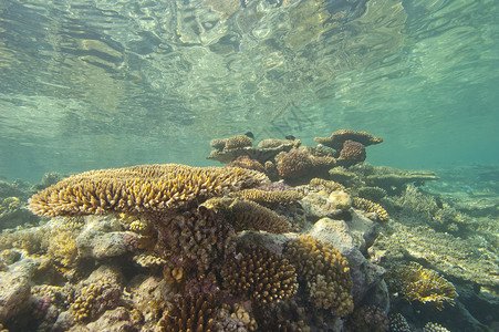 德文郡杯状珊瑚风景优美的覆盆子珊瑚高清图片