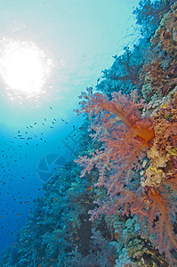 太阳下的珊瑚礁墙橙子礁壁蓝色植物群硬核海洋野生动物太阳动物群阳光背景图片