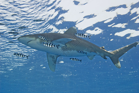 海洋白潮鲨在海中长尾尾部尾巴身体软骨捕食者胸饰海洋白鳍领航背景图片