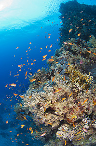 德文郡杯状珊瑚埃及硬珊瑚高清图片