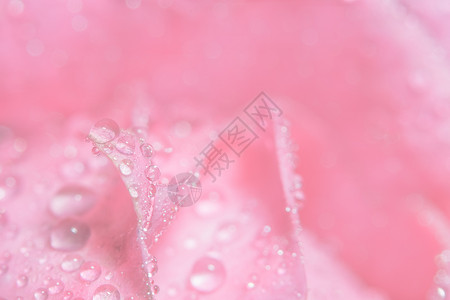 玫瑰花瓣水滴的宏观背景花瓣粉色背景图片