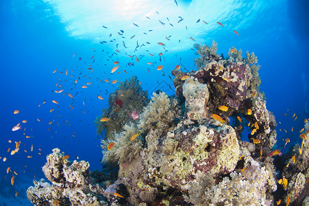 德文郡杯状珊瑚野生动物红海高清图片