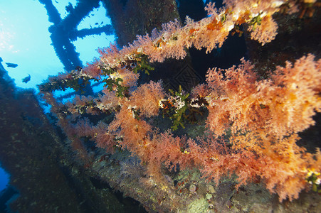 船难上的软珊瑚橙子蓝色野生动物热带植物群海洋血管沉船栏杆硬核背景图片