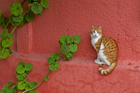 手绘猫墙素材花园猫又回到粉红色的墙壁背景