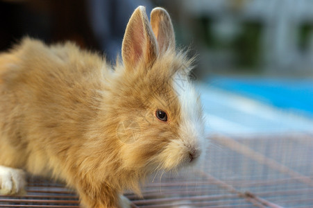 棕色兔子毛皮白色的高清图片