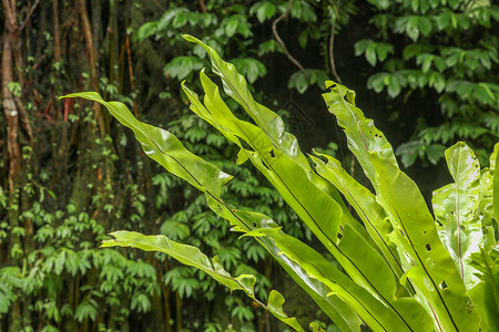 附生植物叶子特写 热带丛林外装饰中蕨类鸟巢的软焦点绿叶 树干上的绿色植物巴厘岛印度尼西亚 最佳背景孢子情调花园森林植物群荒野病灶背景图片