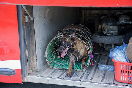 一条狗在分解和狗肉公共汽车下面的储藏空间里背景图片