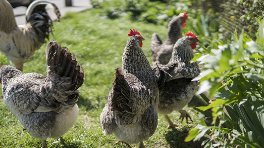 大自然中农场里的红头白黑鸡 自由放养农场的母鸡 鸡在农场院子里散步和喂食 动物 农业斗争家畜团体农家院羽毛草地小鸡场地牧场宠物背景图片