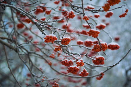雪下山灰的红莓花梨木植物群枝条木头磨砂寒冷降雪浆果季节雾凇背景图片