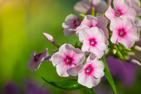 粉色花朵贴近了观赏宏观花园花序植物花坛紫色园林背景图片