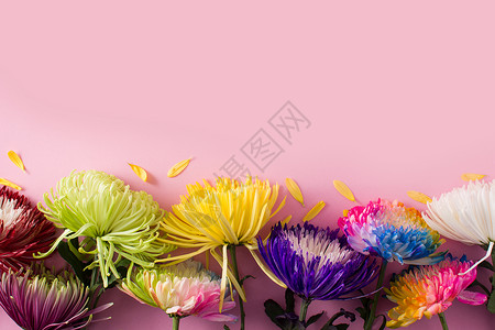 五颜六色的花束花朵多姿多彩的春花花束黄色植物花瓣绿色彩虹紫色雏菊花园粉色背景