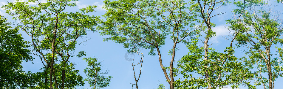 蓝天白云背景下的森林树顶全景公园风景绿色晴天天空环境季节太阳蓝色叶子背景图片