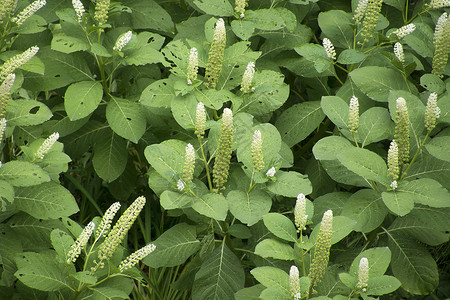 商陆绿色的植物催乳素高清图片