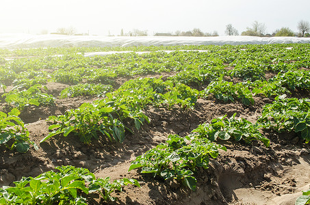 在阳光明媚的日子里 一排排年轻的马铃薯灌木丛 农工业 耕种 种植蔬菜 新鲜的绿色蔬菜 投资养殖业 增产 传统农业作物轮作背景