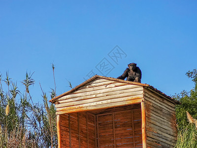 猴子屁股一只黑猴子坐在高处背景